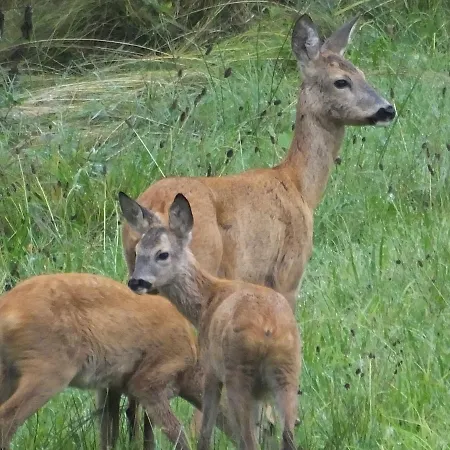 Bayerischer Wald * Sankt Oswald-Riedlhuette